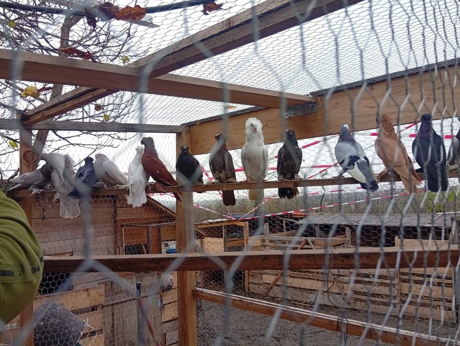 Porumbei jucători de botosani