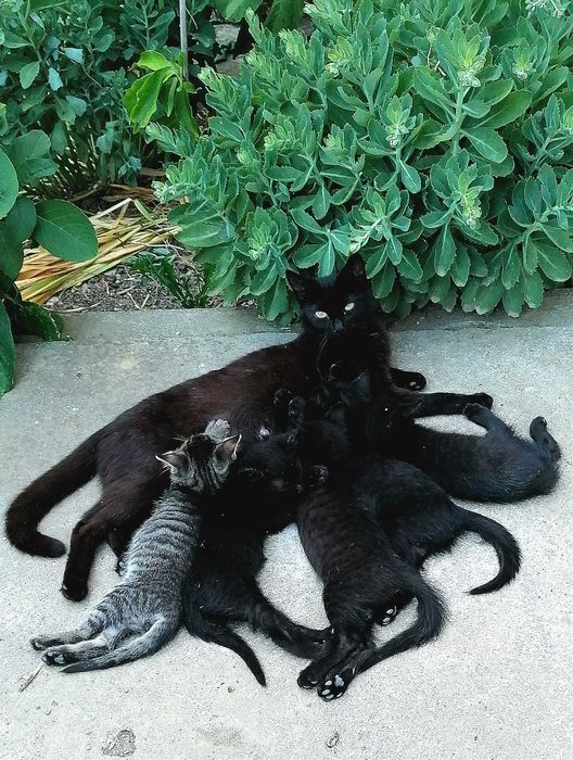 DONEZ  doi pisoi  foarte cumintei,