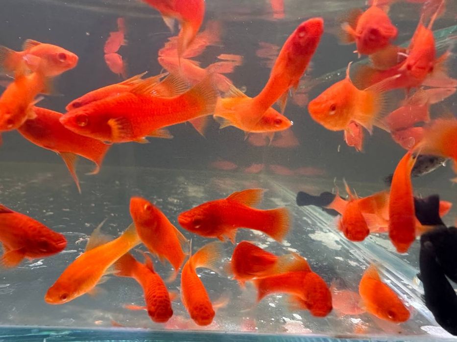 Меченосец Рубин Вильчатый сотувда