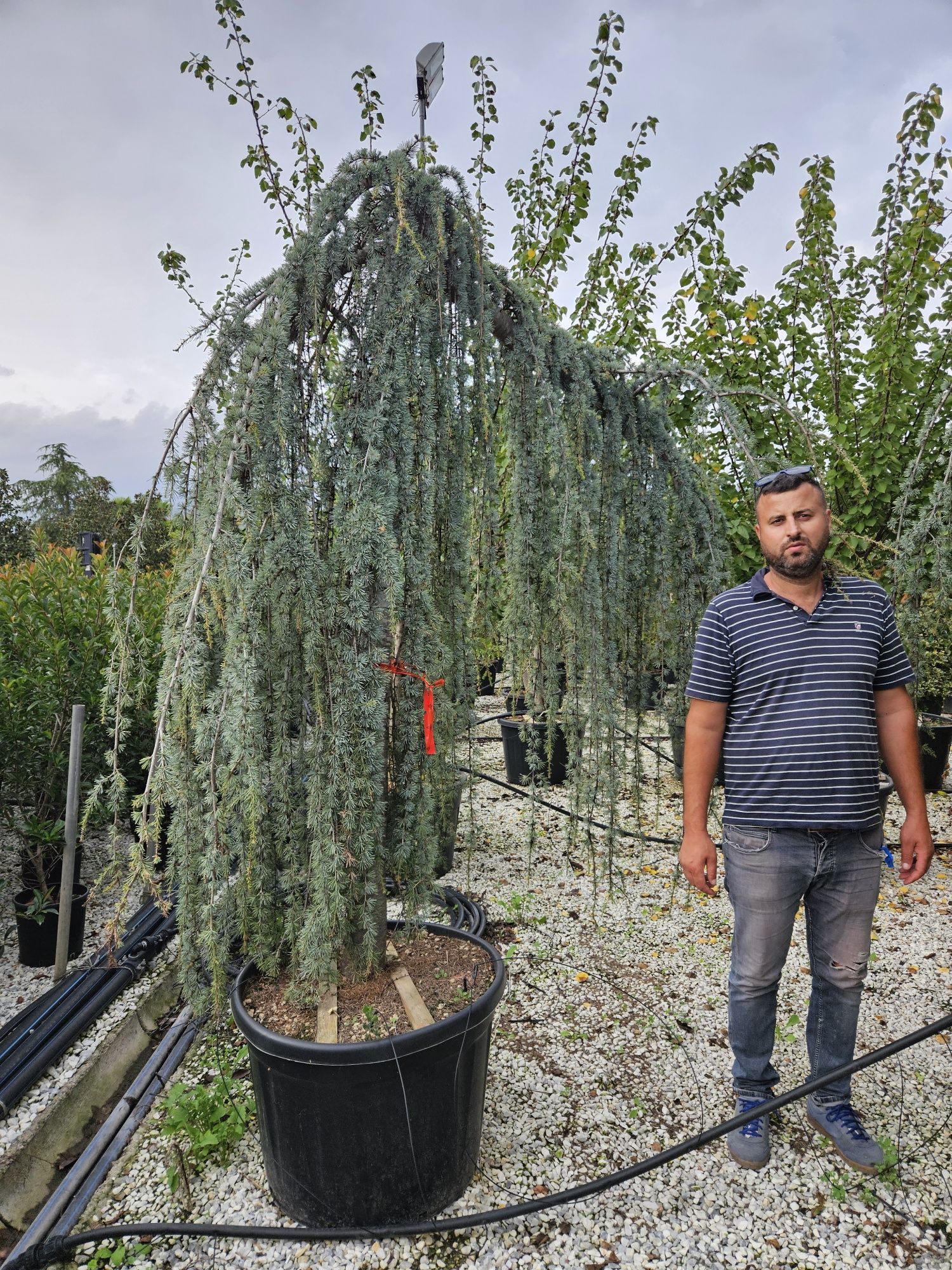 Cedru pendular. Buxus globular. Toate dimensiunile