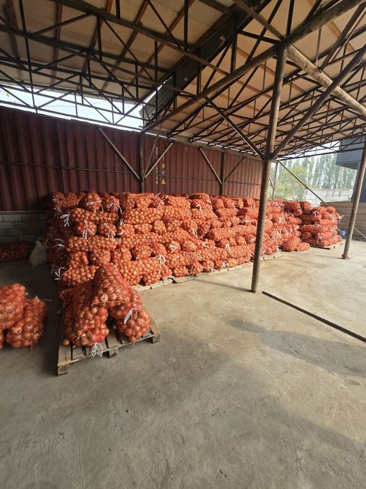 Yangi hosil sabzavotlari