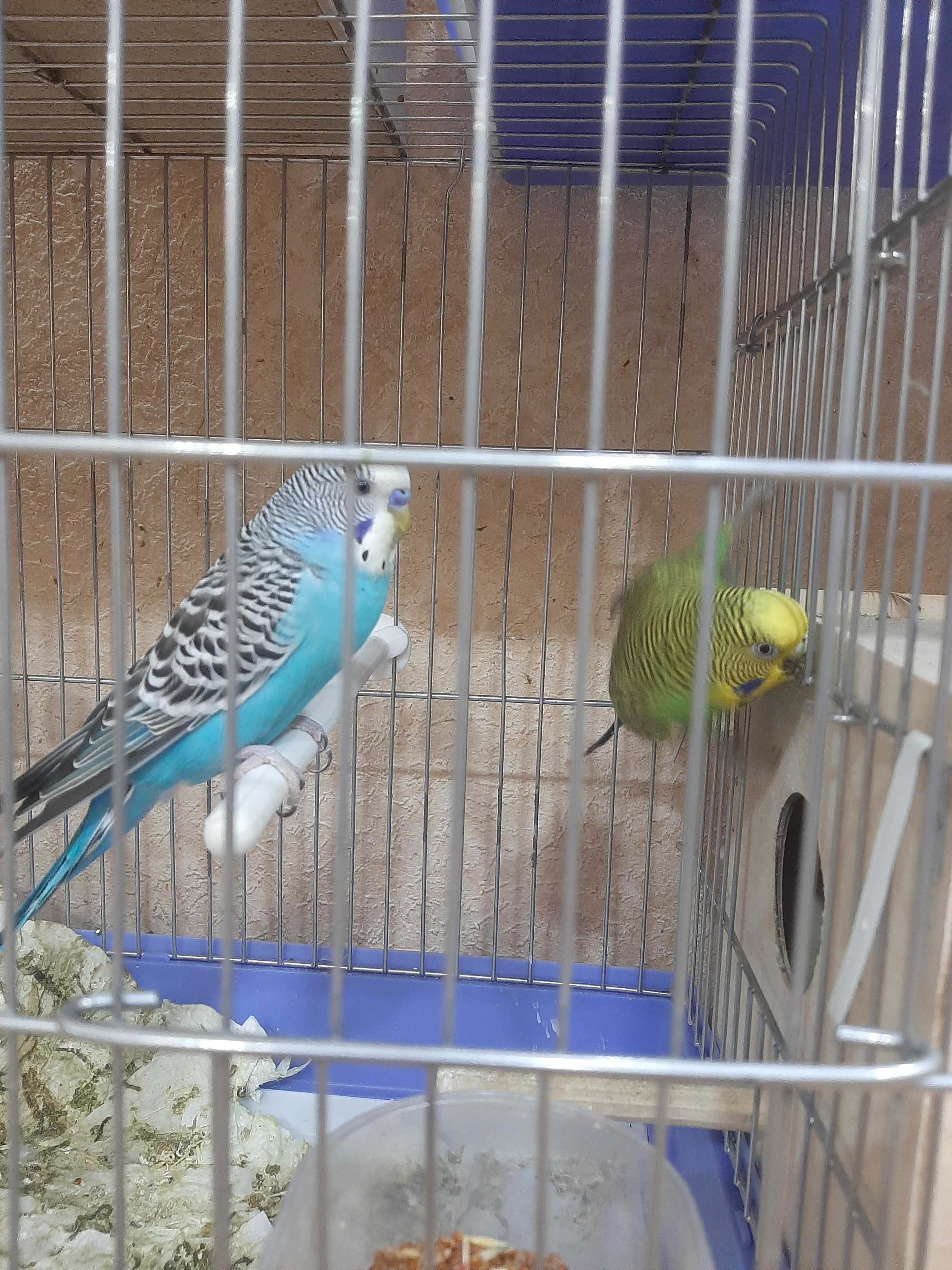 Totiqushlar sotiladi