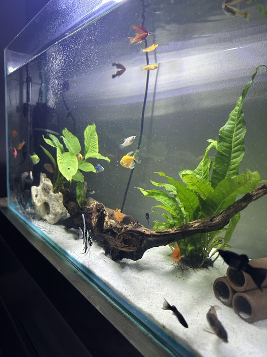 Acvariu 90 litri echipat complet.