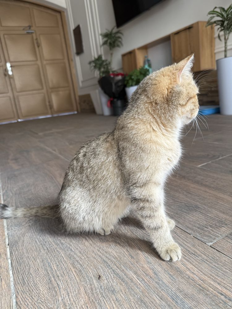 Британская короткошерстная кошка