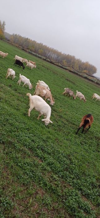 Vand 21 capre pret negociabil