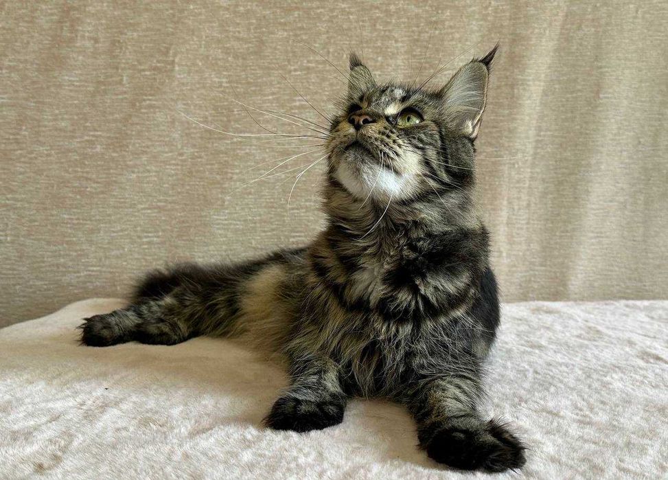 Продается клубная кошечка породы мейнкун.