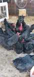 Oua incubat  australorp