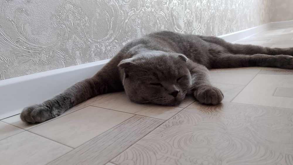 Отдам в хорошие руки котёнка 7-8 месяц