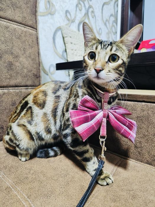 Bengalsky mushuk srochni sotiladi !!!