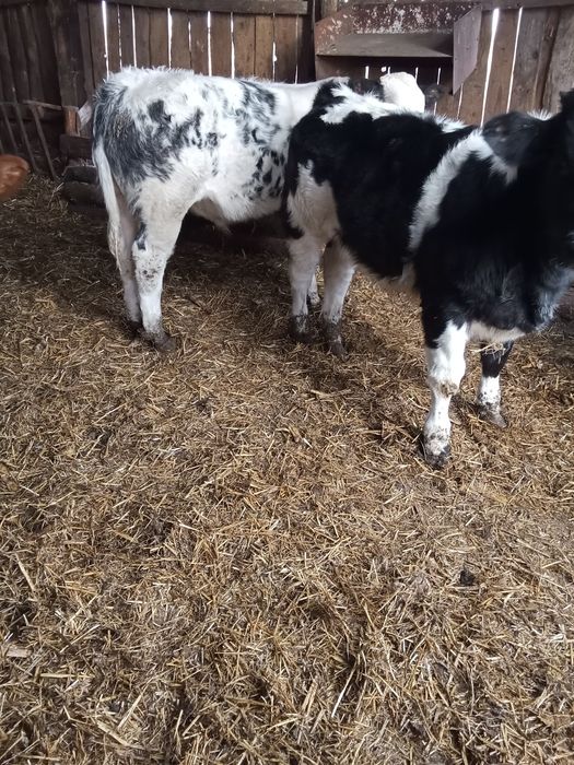 Vând viței 10 bucăți