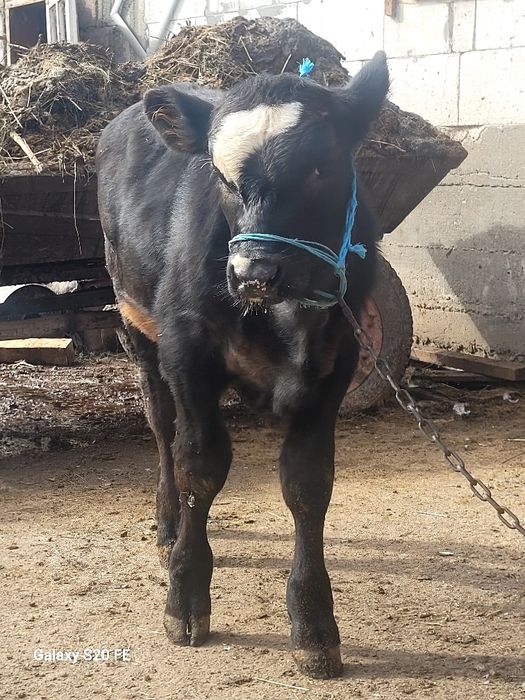 Tauras 5 6 luni hntarcat angus frumos