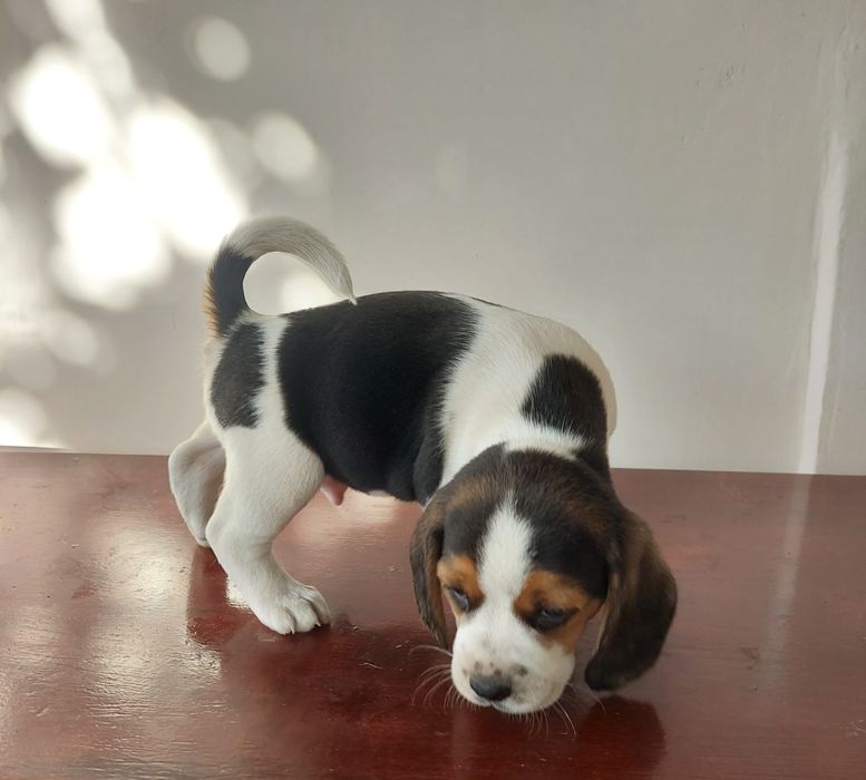 Малки бигълчета търсят своето голямо приключение.