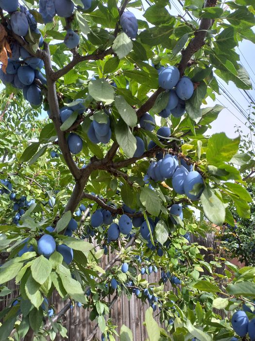 Butasi vita de vie anul 2 și anul 3