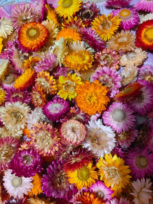 Imortele flori nemuritoare