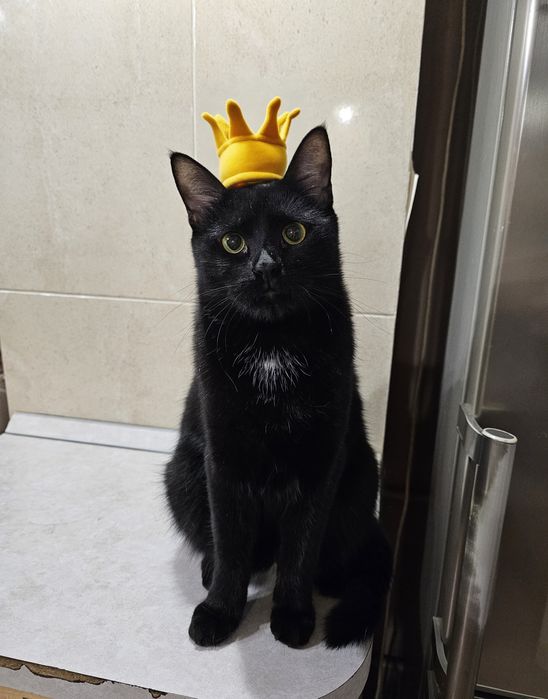 Кот ищет дом, отдам кота в добрые руки