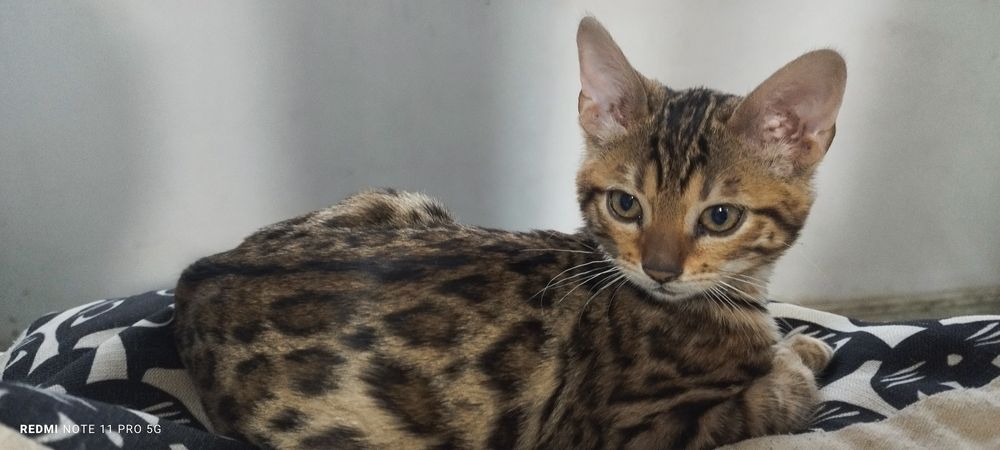Pisica bengaleza