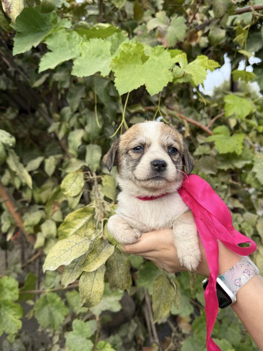 Отдаем даром/бесплатно щенков в добрые руки