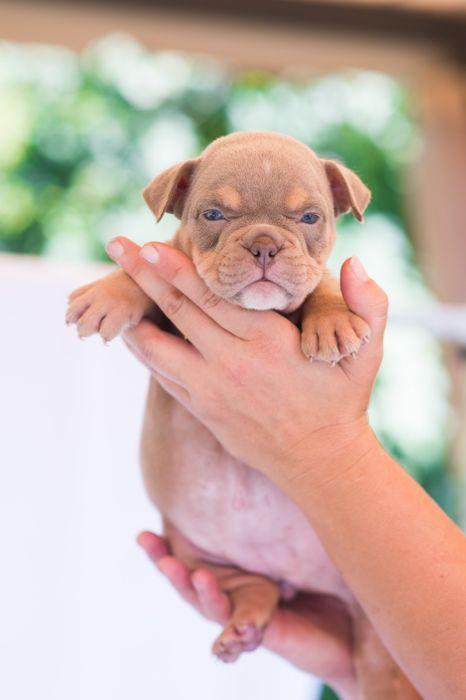 Шикарные щенки Американского булли