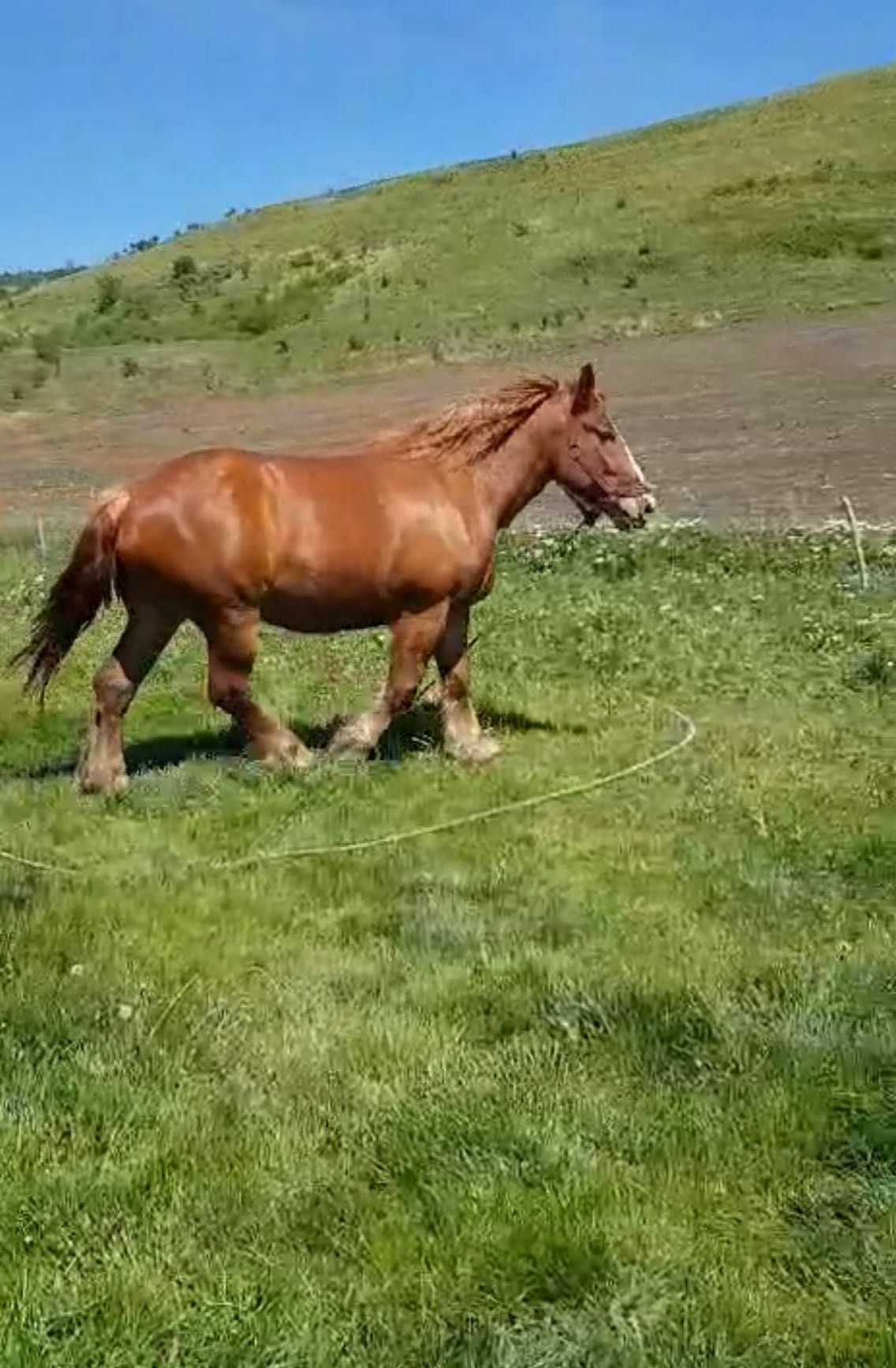 Mânză de 3 ani Cali