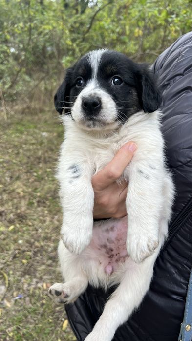 СПЕШНО! Търсят се домове за бебета кученца!