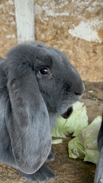 Iepuri Berbec German