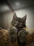 Baietel Maine Coon PEDIGREE