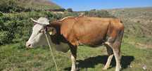 Vand vacă românească balță in vârsta de 3 ani