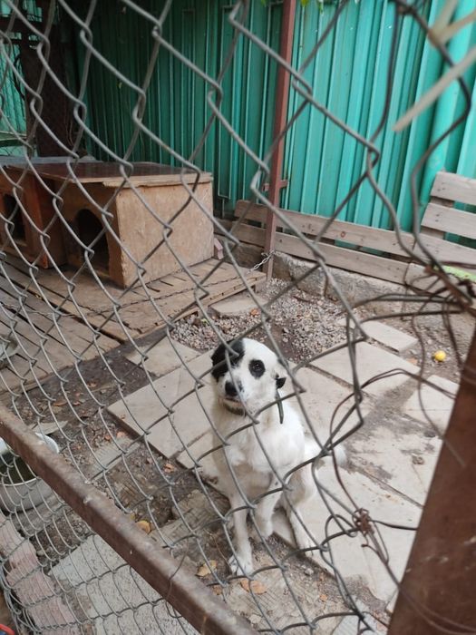 Срочно отдам собачек!!!