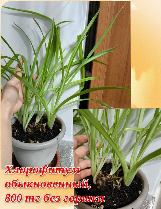 Хойи Кумингиана, Инкурвула и другие