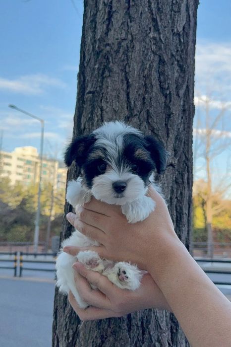 Bichon havanez fetita