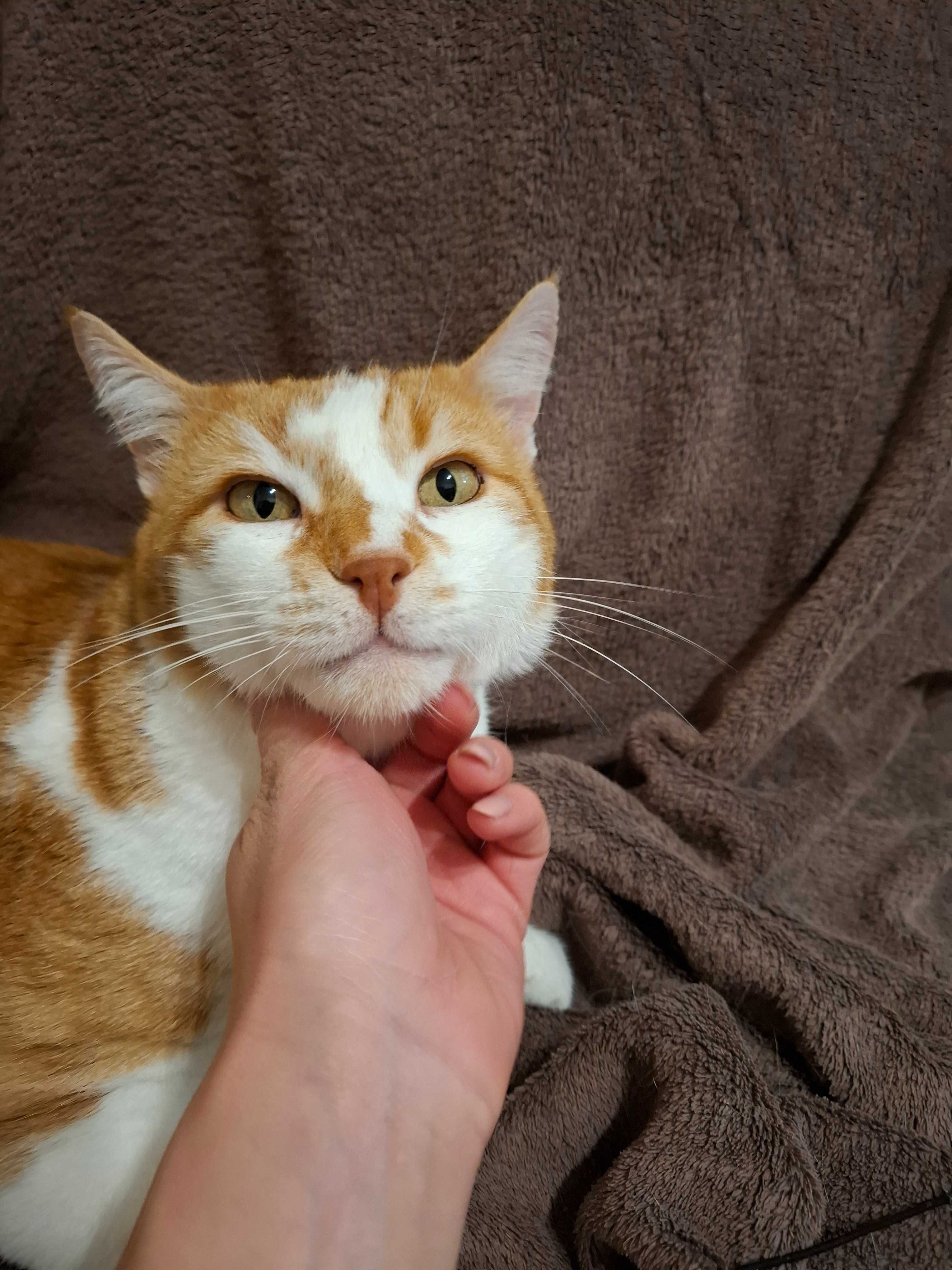 Подарявам мъжко коте