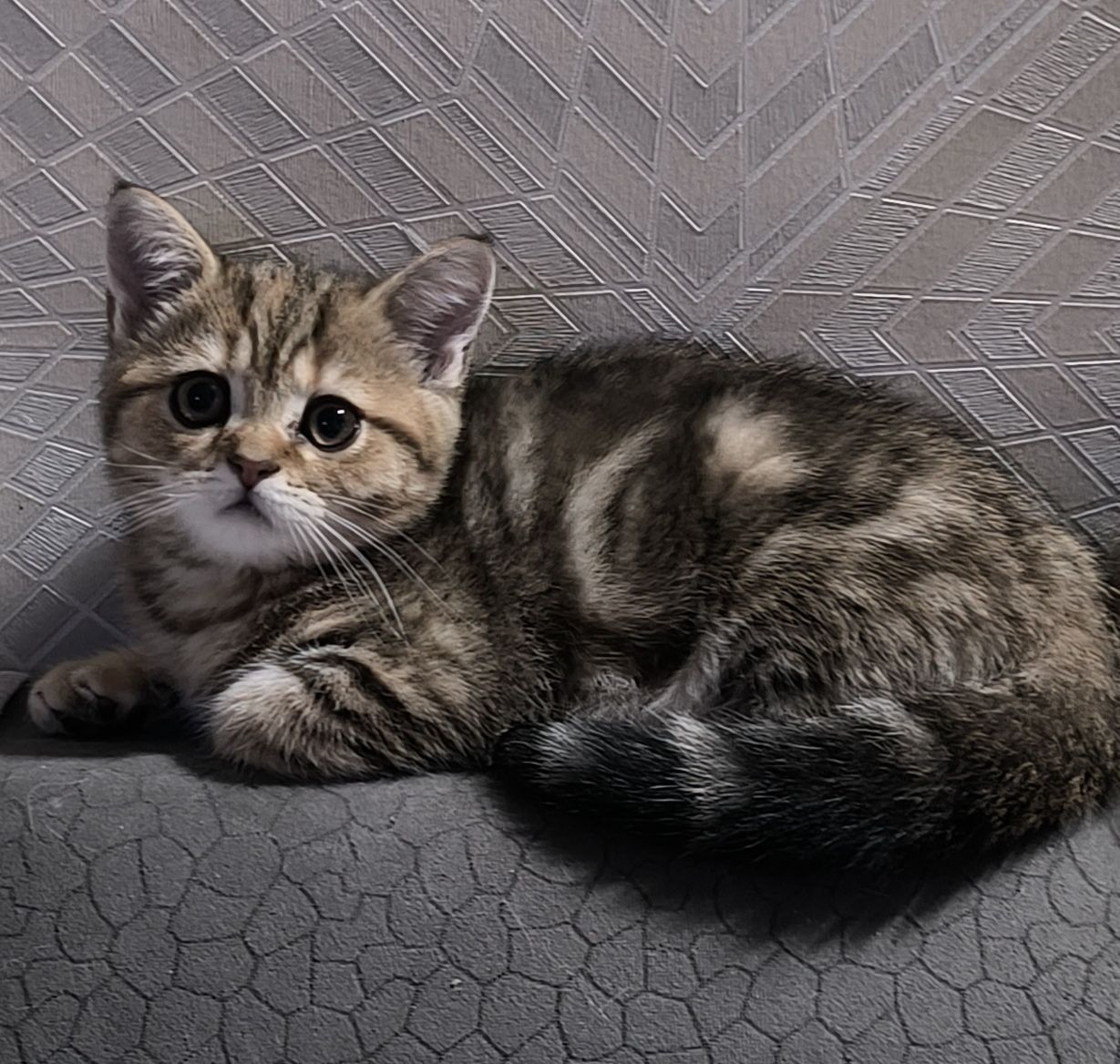Продам котят золотой мрамор