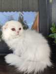 Scottish Fold Longhair