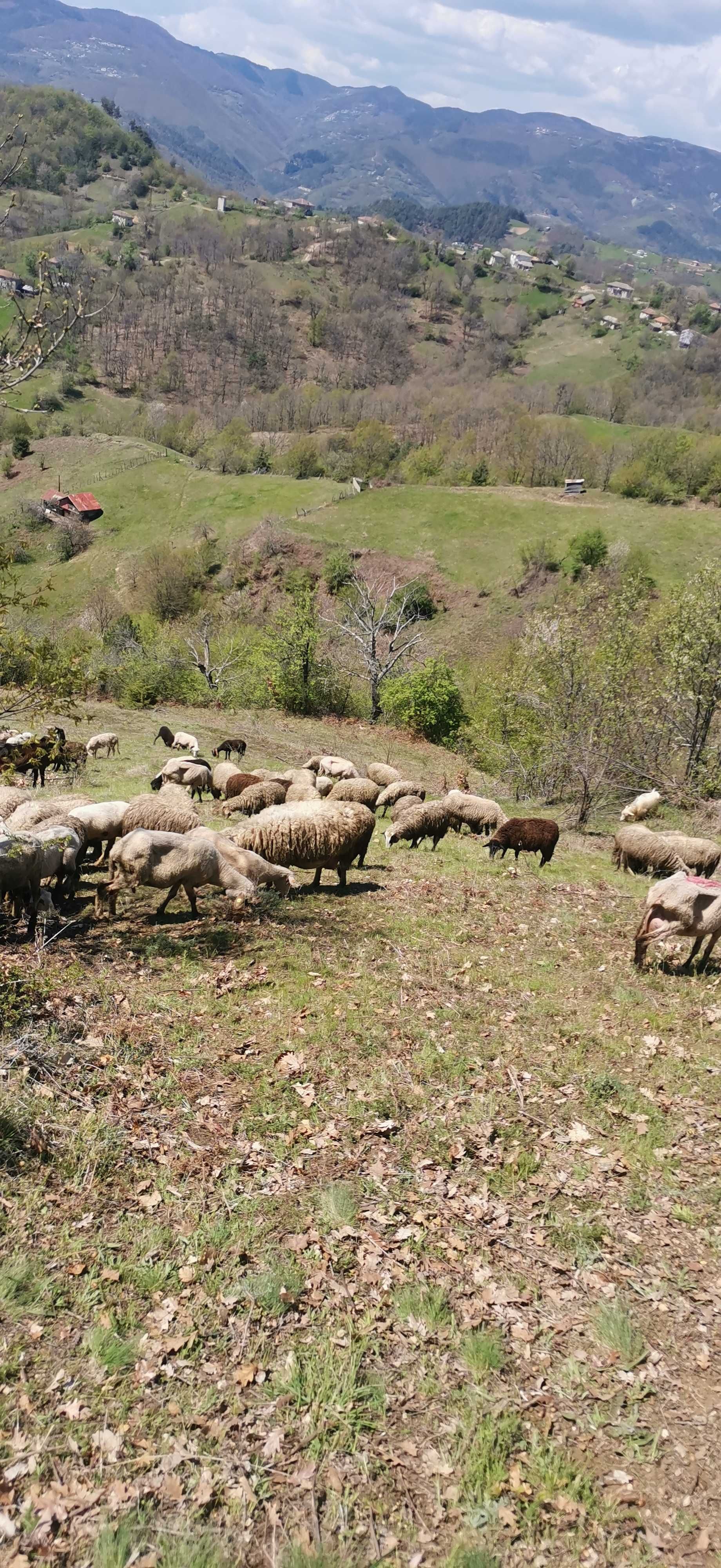Продажба на животни и месо (овце и кози) от Родопите.