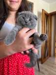 Scottish fold puiut frumos