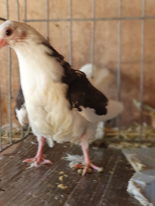 Vând porumbei jucatori