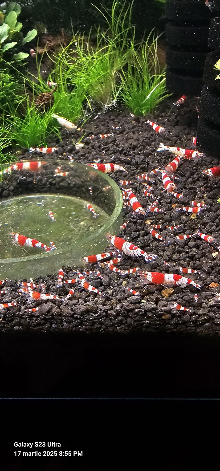 Creveti Red Crystal
