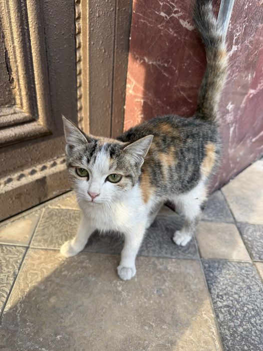 Отдам котенка в хорошие руки