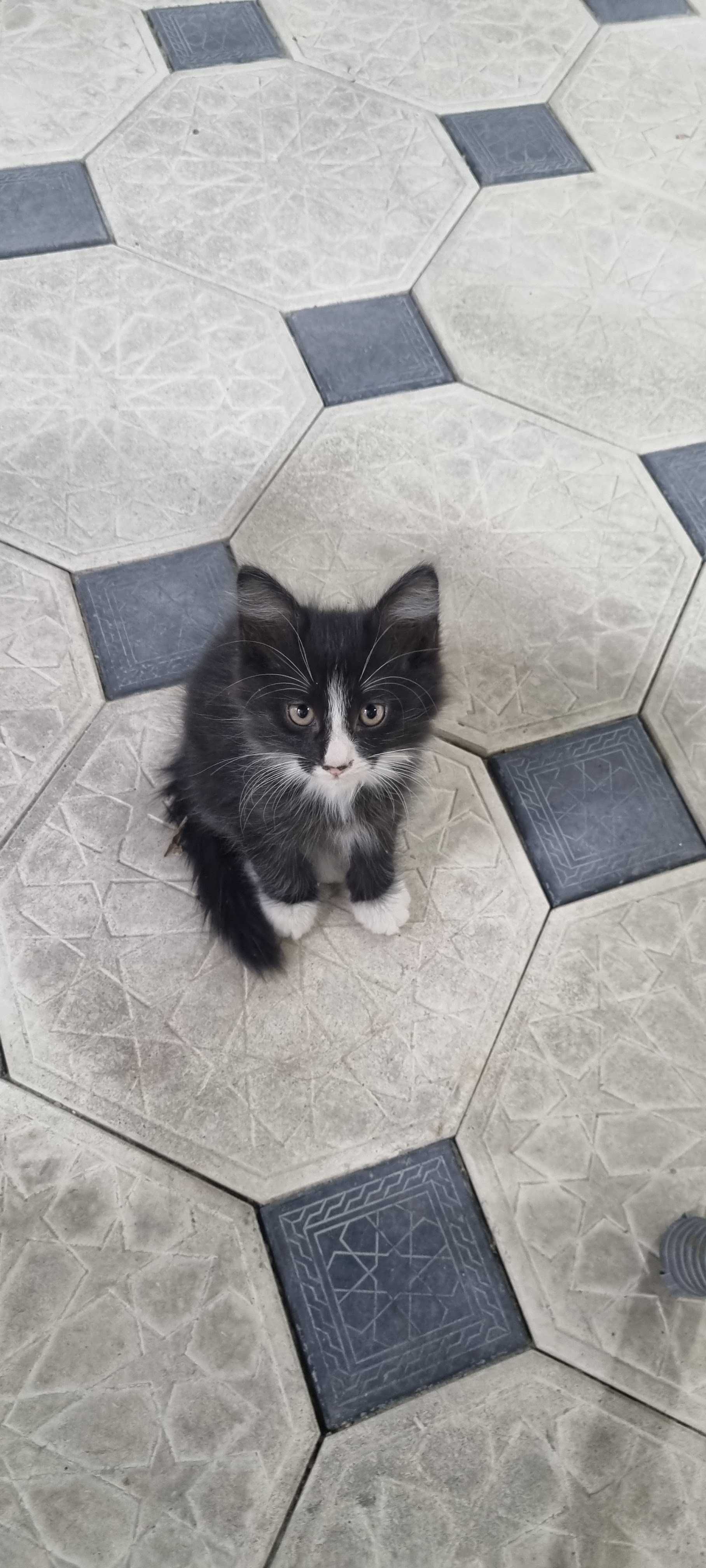 Отдам даром котенки