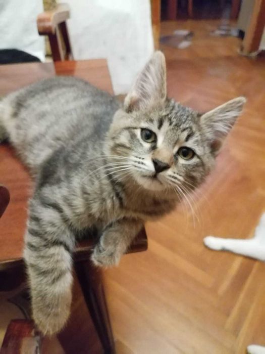 Симпатичный Котик ищет дом