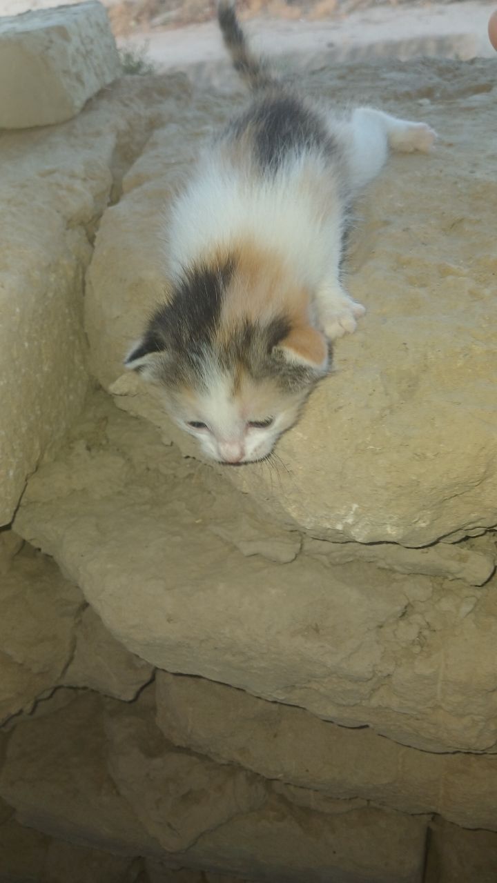 Котята бесплатно