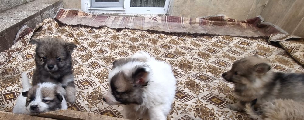 Кученца Немски шпиц!