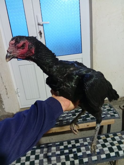 Ганой макиён сотилади