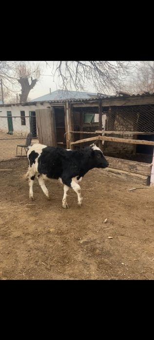 Бычок сатылады.  Тамды ауылында тұр