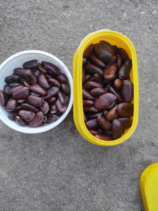 Vând semințe de paw paw, banana nordului, aproximativ 400 bucăți