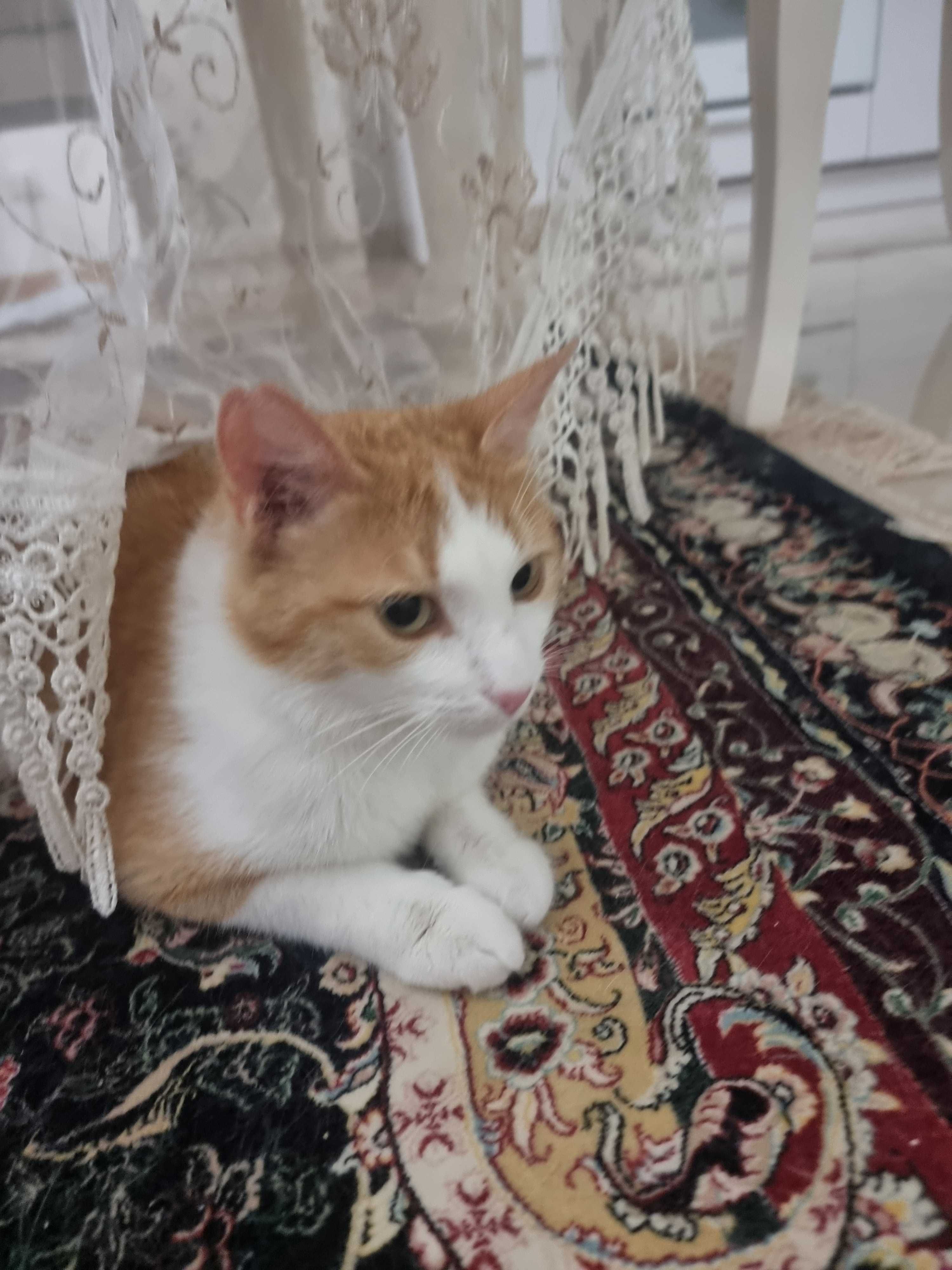 Умная кошечка Катя ищет хозяев, живущих в частном доме или на даче