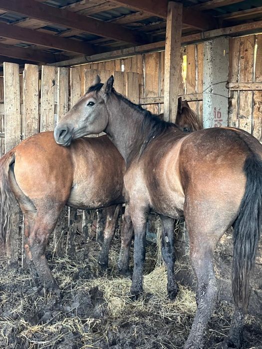 Продам жирных лошадей