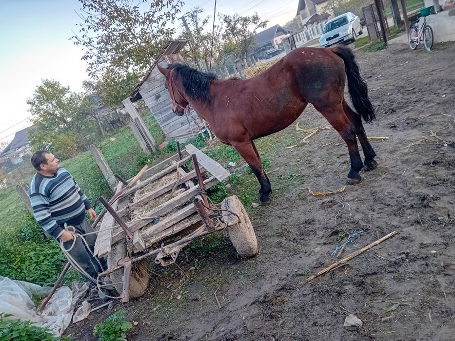Vând mânză de doi ani