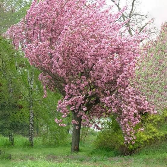 Pomi Ornamentali (Prunus Nigra )