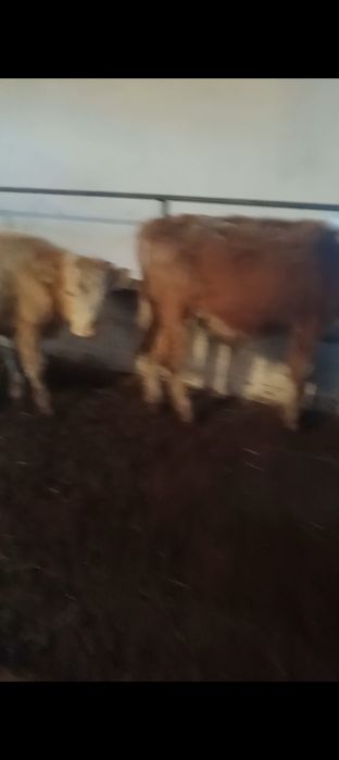 Продам 7 бычковвв